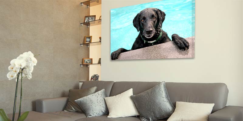Wall art featuring your pet is a great way to add color and warmth to your home