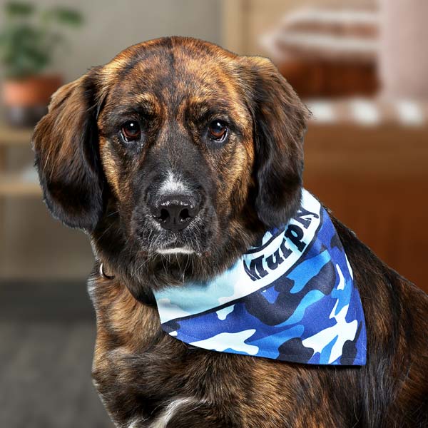 Create a custom bandana for your dog that features their name